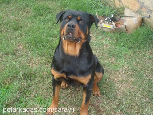 argos Erkek Rottweiler