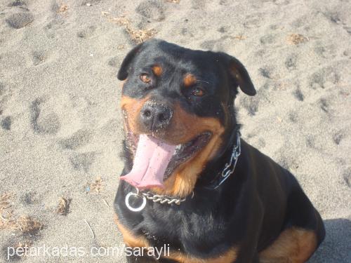 argos Erkek Rottweiler