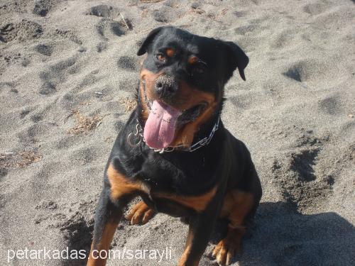 argos Erkek Rottweiler