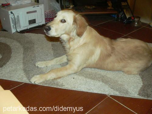 eva Dişi Golden Retriever