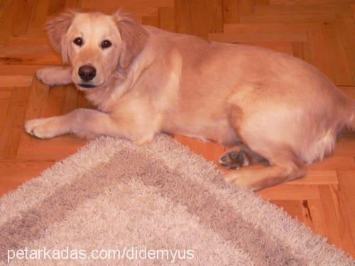 eva Dişi Golden Retriever