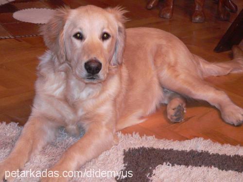 eva Dişi Golden Retriever