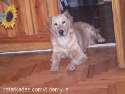 eva Dişi Golden Retriever