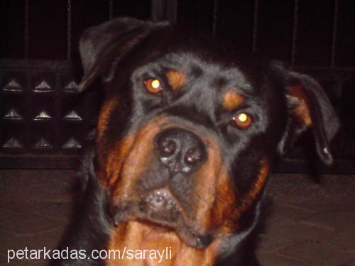 argos Erkek Rottweiler