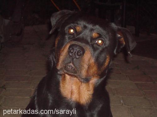 argos Erkek Rottweiler