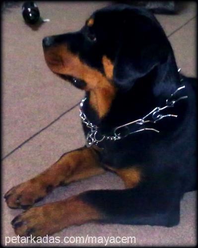 maya Dişi Rottweiler