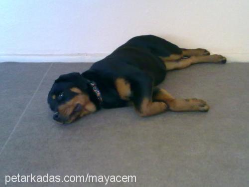 maya Dişi Rottweiler