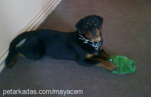 maya Dişi Rottweiler