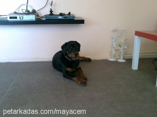 maya Dişi Rottweiler