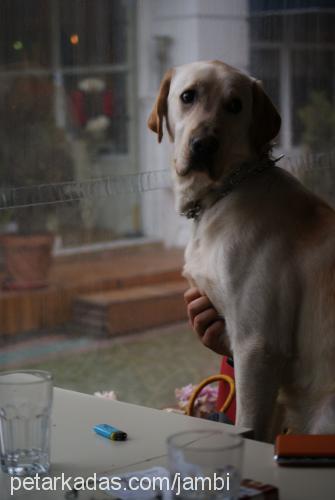 jambi Erkek Labrador Retriever