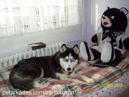 tofi Dişi Sibirya Kurdu (Husky)