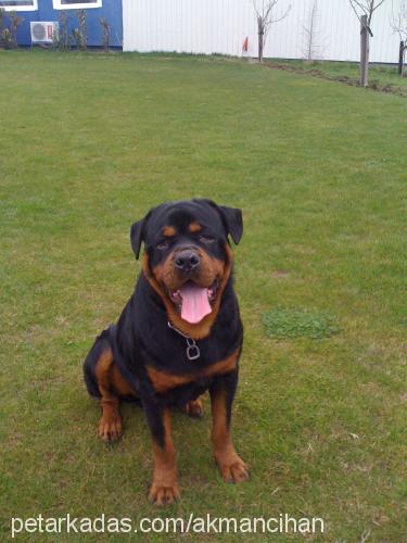 paşa Erkek Rottweiler