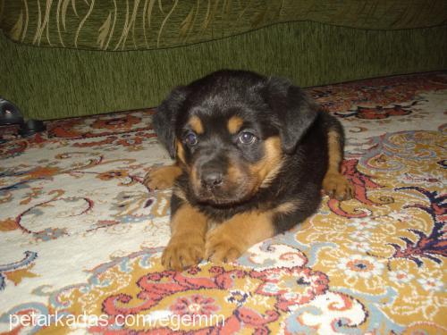 ege Dişi Rottweiler