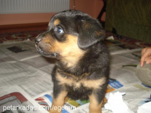 ege Dişi Rottweiler