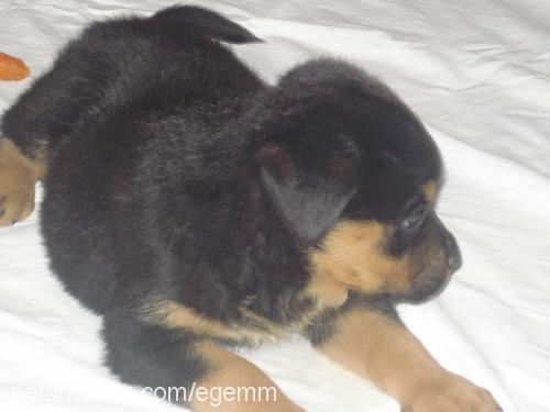 ege Dişi Rottweiler