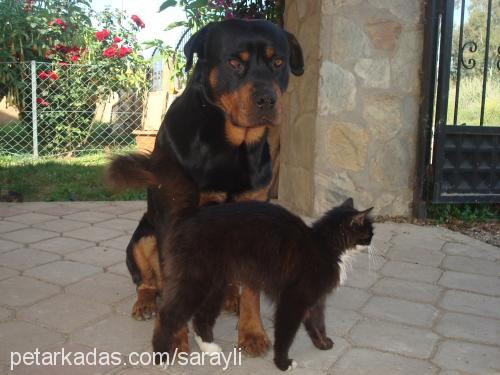 argos Erkek Rottweiler