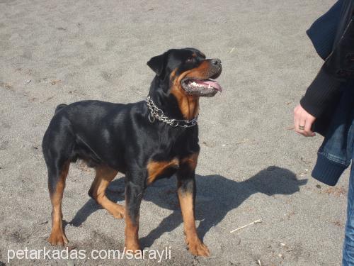 argos Erkek Rottweiler