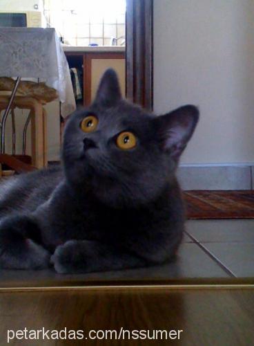 kimi Dişi British Shorthair