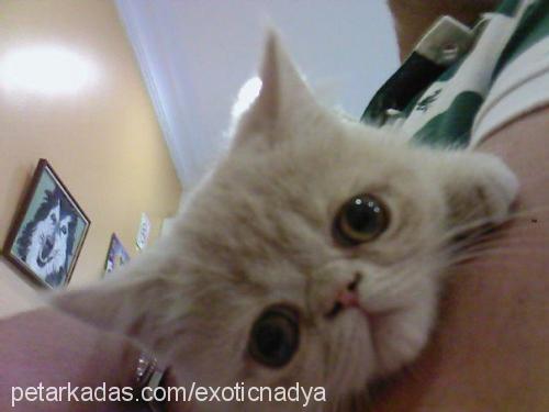 nadya Dişi Exotic Shorthair