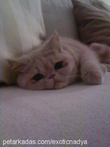 nadya Dişi Exotic Shorthair