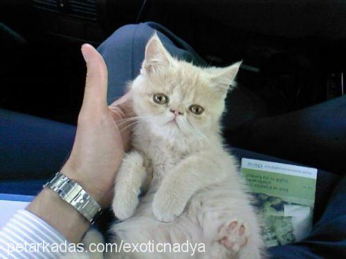 nadya Dişi Exotic Shorthair