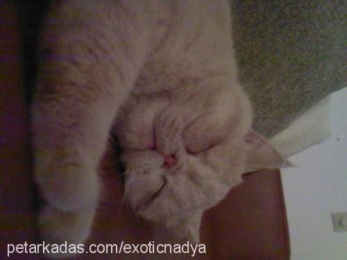 nadya Dişi Exotic Shorthair