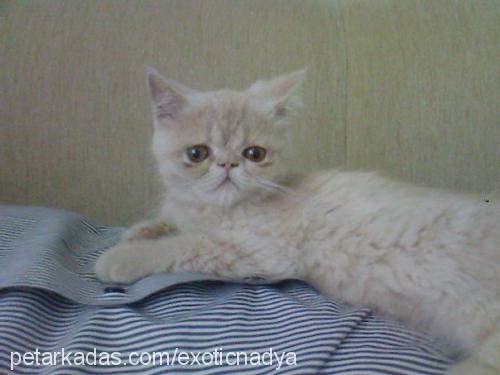 nadya Dişi Exotic Shorthair