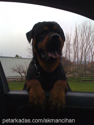 paşa Erkek Rottweiler