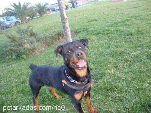 rico Erkek Rottweiler