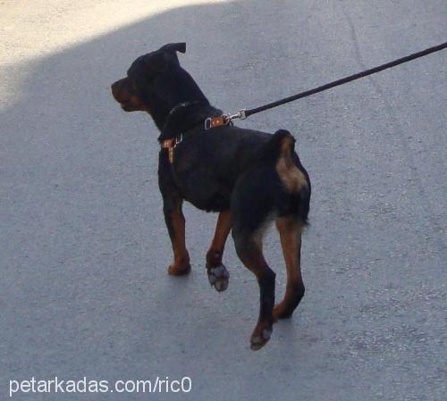 rico Erkek Rottweiler