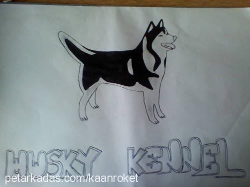 roket Erkek Sibirya Kurdu (Husky)