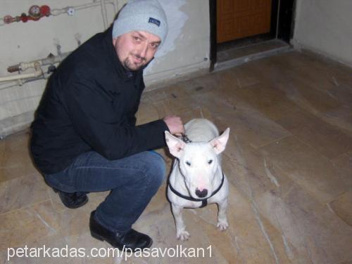 lİnda Dişi Bull Terrier