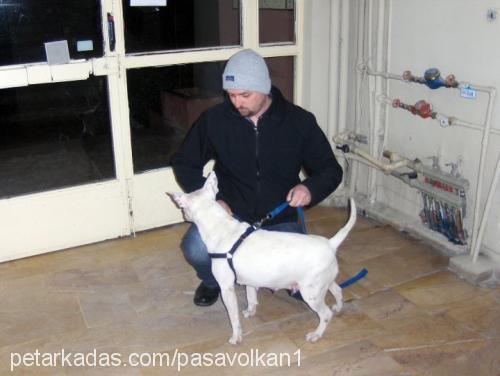 lİnda Dişi Bull Terrier