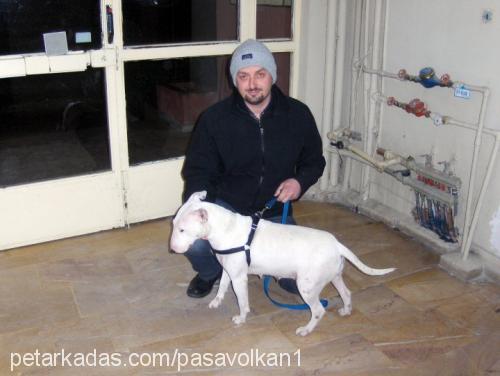 lİnda Dişi Bull Terrier