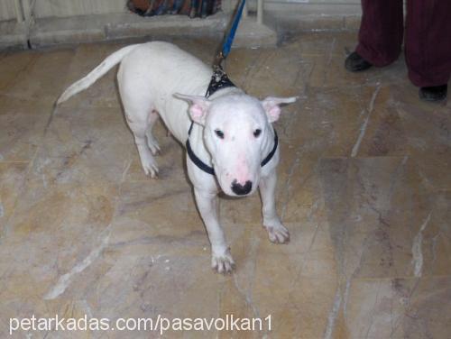 lİnda Dişi Bull Terrier