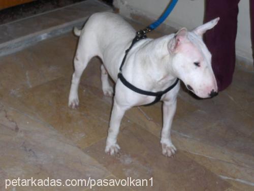 lİnda Dişi Bull Terrier