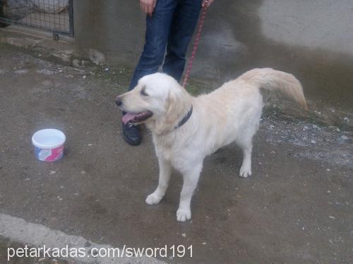 paŞa Erkek Golden Retriever