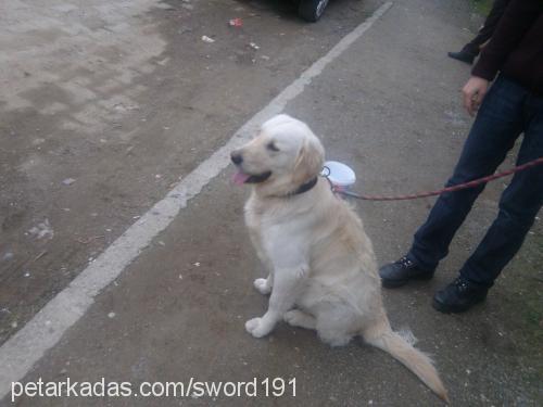 paŞa Erkek Golden Retriever