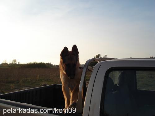 kont Erkek Alman Çoban Köpeği