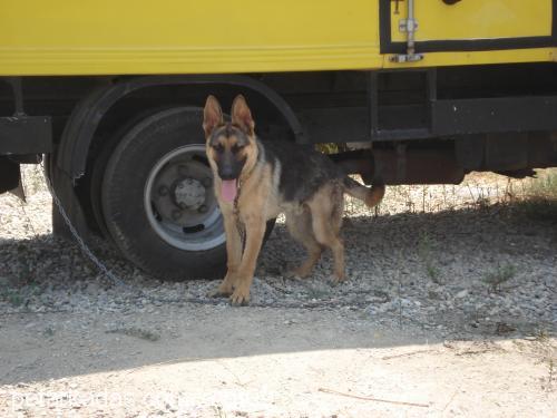 kont Erkek Alman Çoban Köpeği