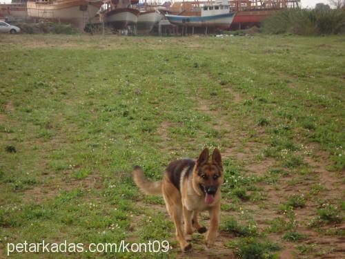 kont Erkek Alman Çoban Köpeği