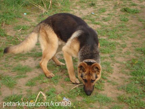 kont Erkek Alman Çoban Köpeği