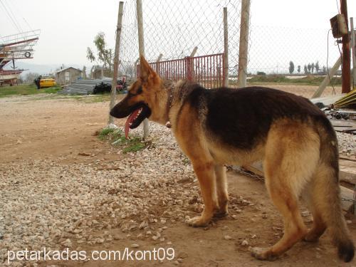 kont Erkek Alman Çoban Köpeği