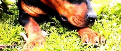 rainvonjuilet Dişi Rottweiler