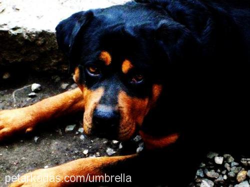 rainvonjuilet Dişi Rottweiler