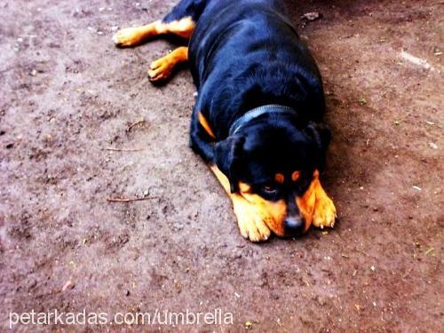 rainvonjuilet Dişi Rottweiler