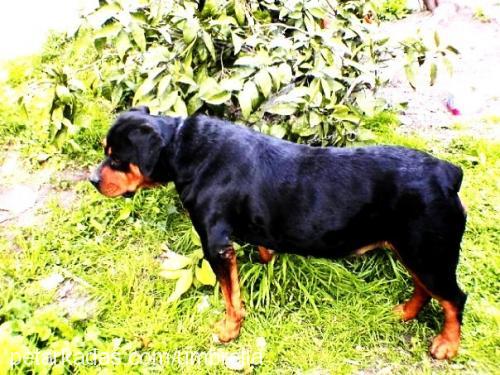 rainvonjuilet Dişi Rottweiler