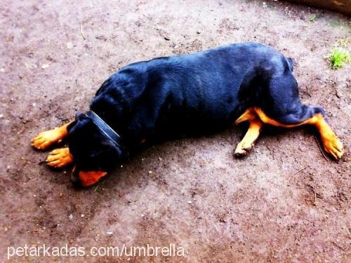 rainvonjuilet Dişi Rottweiler