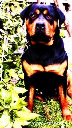 rainvonjuilet Dişi Rottweiler