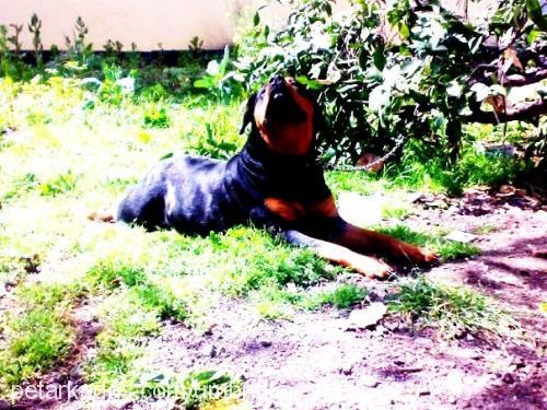 rainvonjuilet Dişi Rottweiler